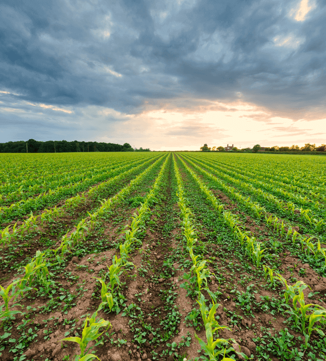 Cover Crops